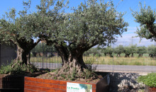 ulivi secolari